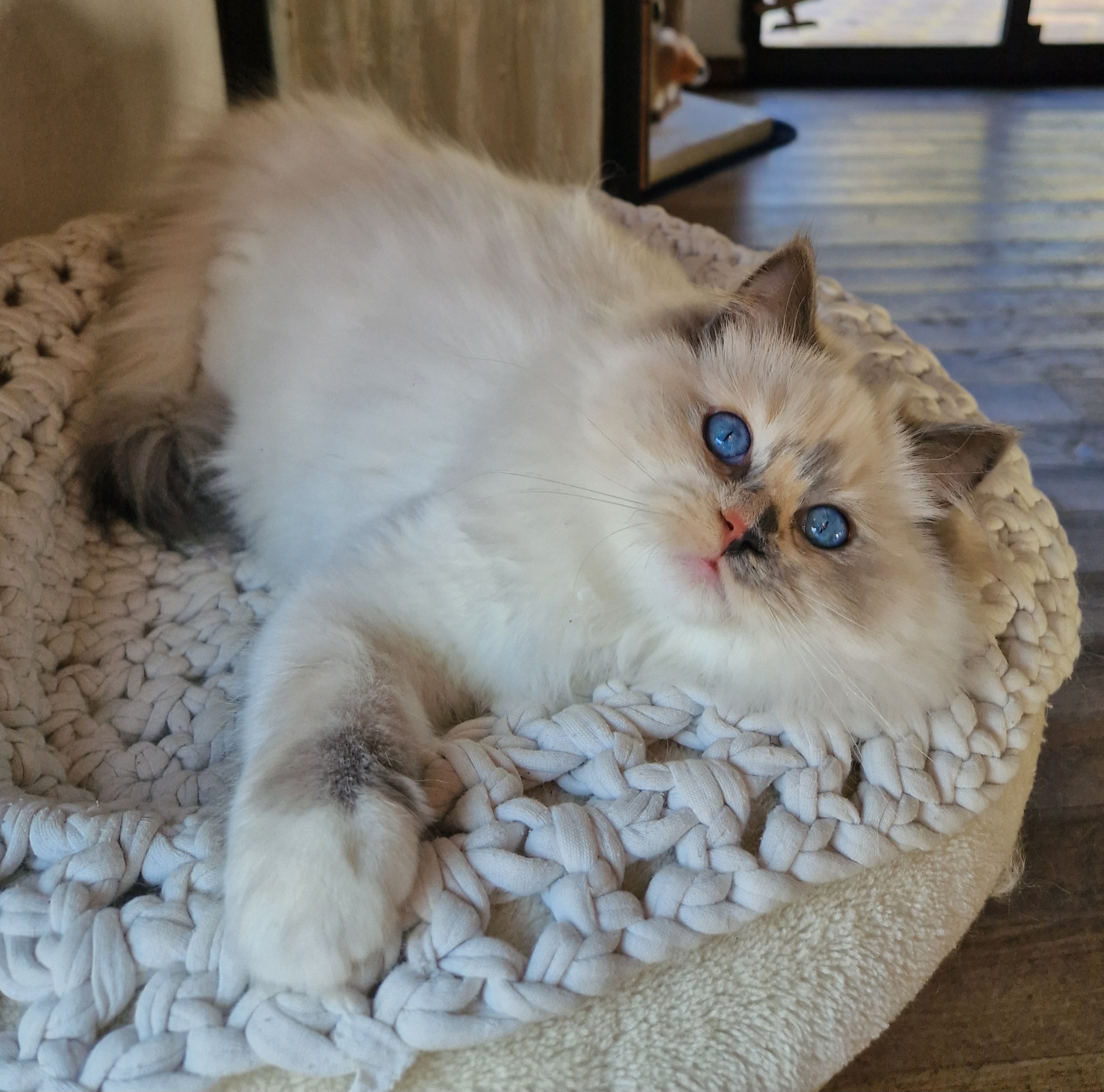 ragdoll toulon